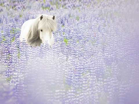 Horse in Lavender II