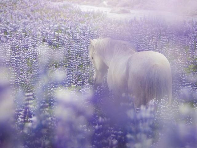 Horse in Lavender IV