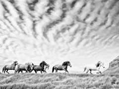 Horse Run III