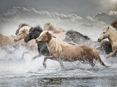 Horse Run IV