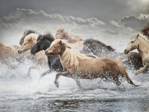 Horse Run IV