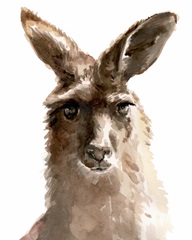 Kangaroo Portrait II