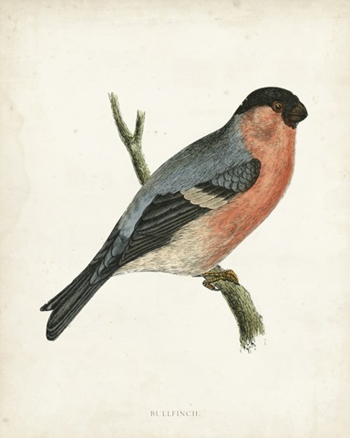 Morris Bullfinch