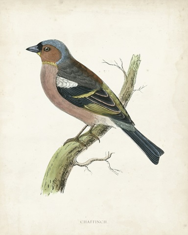Morris Chaffinch