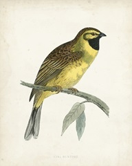 Morris Cirl Bunting