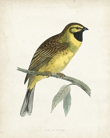 Morris Cirl Bunting