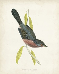 Morris Dartford Warbler
