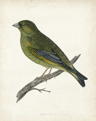 Morris Greenfinch