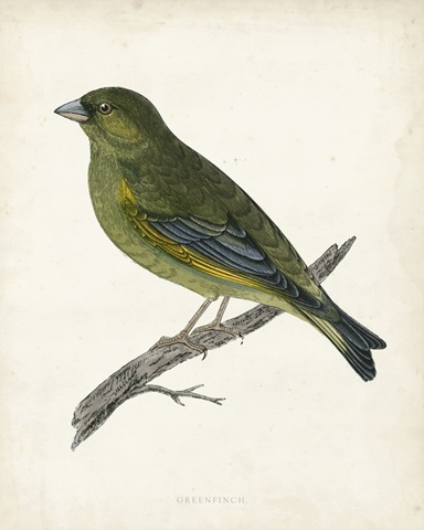 Morris Greenfinch