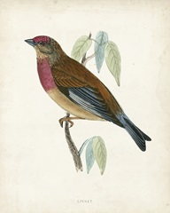 Morris Linnet
