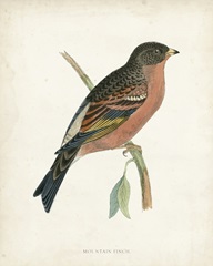 Morris Mountain Finch