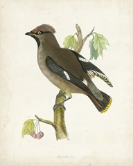 Morris Waxwing