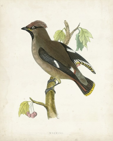 Morris Waxwing