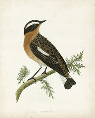 Morris Whinchat