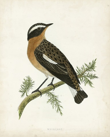Morris Whinchat