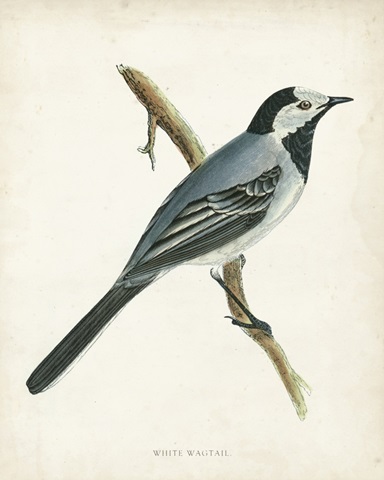 Morris White Wagtail
