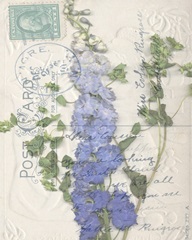 Non-Embshd. Postcard Wildflowers II