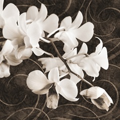 Orchid and Swirls II