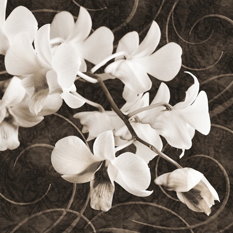 Orchid and Swirls II