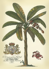 Palm and Crest II
