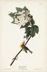 Pl. 119 Yellow-throated Vireo