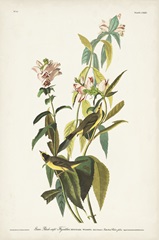 Pl. 124 Green Black-capt Flycatcher