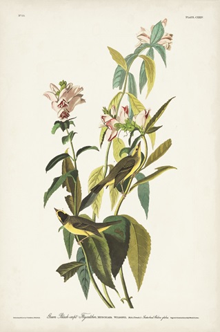 Pl. 124 Green Black-capt Flycatcher