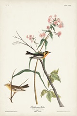 Pl. 135 Blackburnian Warbler