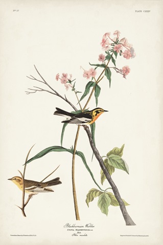 Pl. 135 Blackburnian Warbler