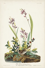 Pl. 139 Field Sparrow