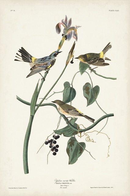 Pl. 153 Yellow-rump Warbler