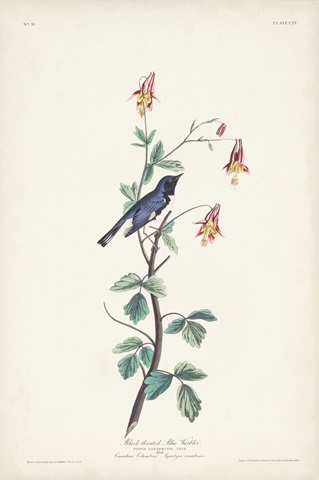Pl. 155 Black-throated Blue Warbler