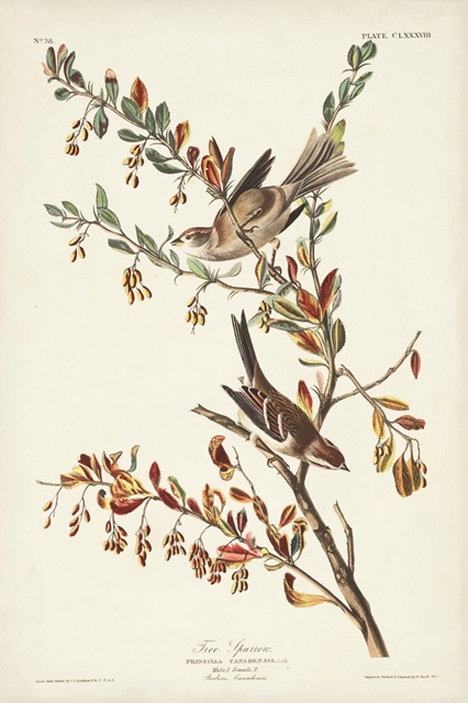 Pl. 188 Tree Sparrow