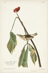Pl. 19 Louisiana Water Thrush
