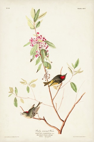 Pl. 195 Ruby-crowned Wren