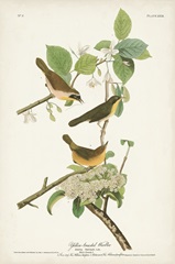 Pl. 23 Yellow-breasted Warbler