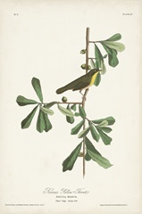 Pl. 24 Roscoe's Yellow Throat