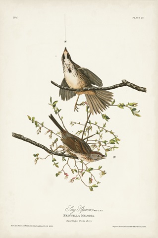 Pl. 25 Song Sparrow