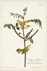 Pl. 35 Children's Warbler
