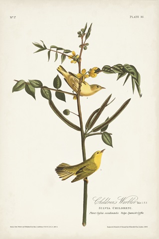 Pl. 35 Children's Warbler