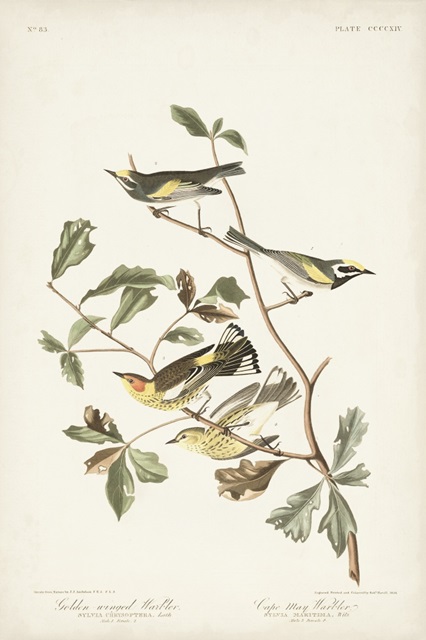 Pl. 414 Golden-winged Warbler