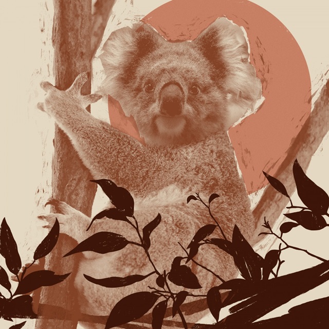 Pop Art Koala II