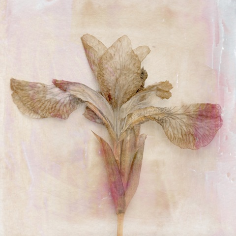 Remembered Flowers I