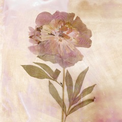 Remembered Flowers II