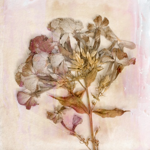 Remembered Flowers III