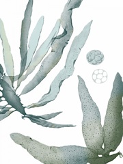 Seaside Seaweed IV
