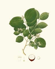 Spring Green Foliage I