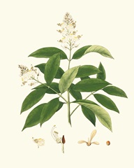 Spring Green Foliage V