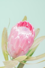 Sun Drenched Blossom I