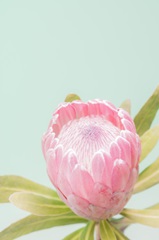 Sun Drenched Blossom II